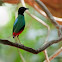 Hooded Pitta