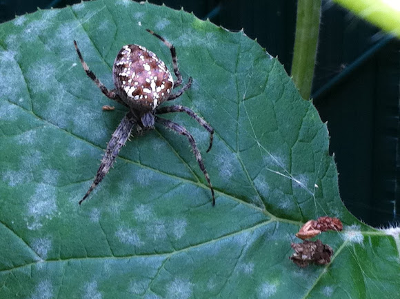 Spotting Image 1