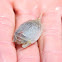 Atlantic Mole Crab