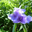 Michigan Spiderwort