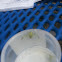 crab spider