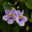 Clockvine