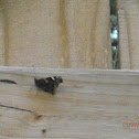 Red Admiral