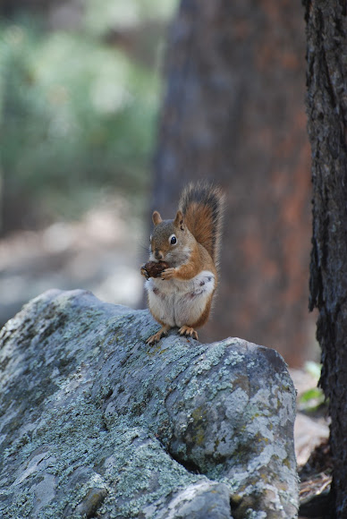 Spotting Image 1