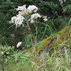 hogweed