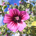 Real Hollyhock. Malva real
