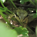 Edible Frog
