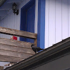Northwestern crow