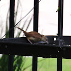 Carolina Wren