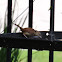 Carolina Wren