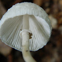 Leucocoprinus