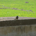 Babbler