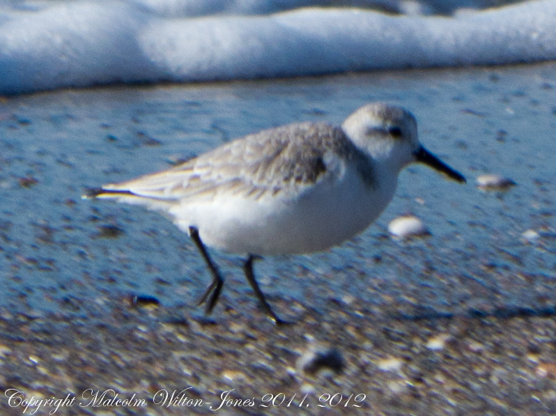 Sanderling; Correlimos Tridáctilo