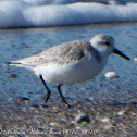Sanderling; Correlimos Tridáctilo