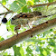 Cicadas