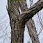 Red-bellied Woodpecker