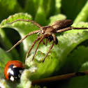 Nursery Web Spider
