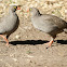 Red-billed Spurfowl