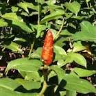 Unknown spotting