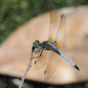 Blue Dasher Dragonfly