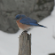 Eastern Bluebird