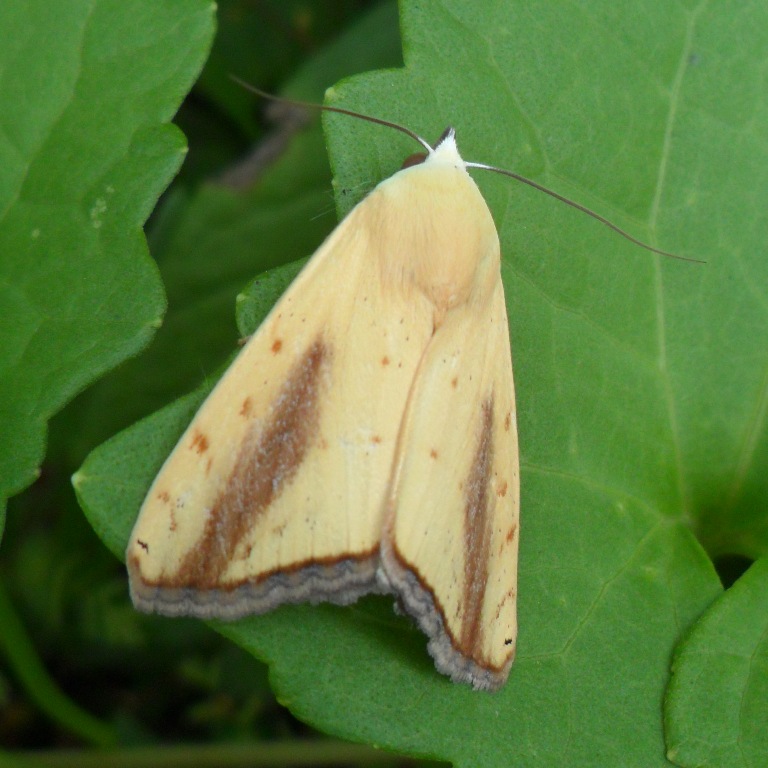 Moth