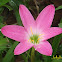 Pink Rain Lily