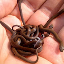 Common Slug-Eater