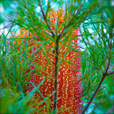 Hairpin Banksia