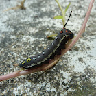 Hawk moth caterpillar