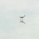 Marsh Sandpiper