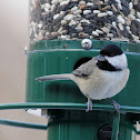 Carolina Chickadee