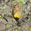 Cedar Waxwing