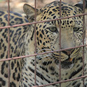 African Leopard