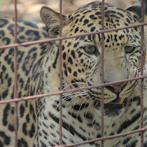 Big Cats