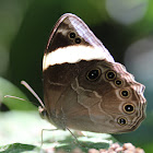 Banded Treebrown