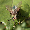 Fly