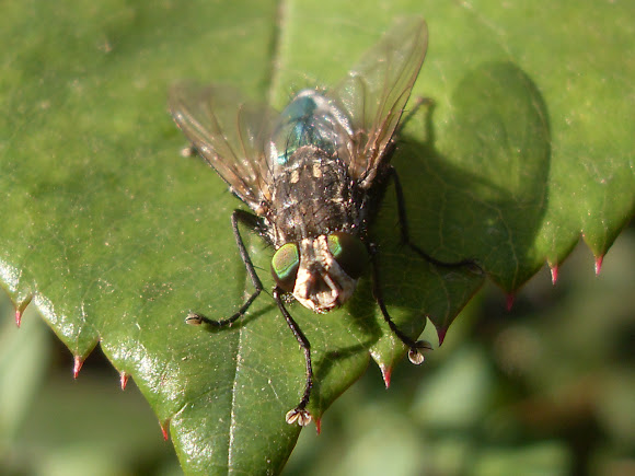 Spotting Image 1