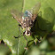 Fly
