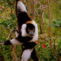 black-and-white ruffed lemur