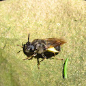 Soldier Fly