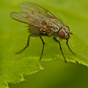 FLY