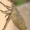 Dead Leaf katydid