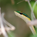 Mexican Parrot Snake
