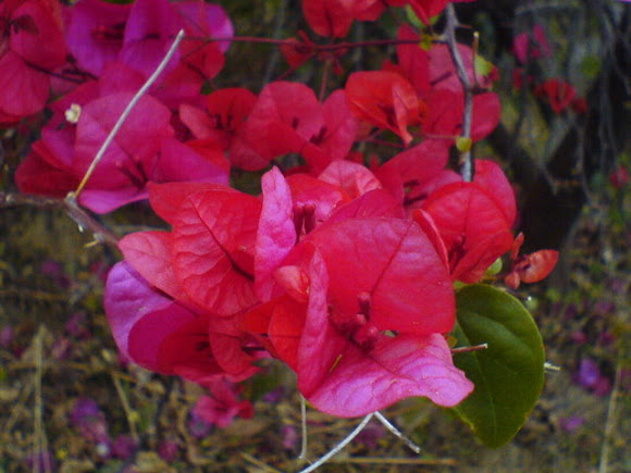 Spotting Image 1