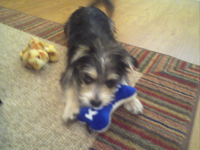 [Princeton Plays 6[3].jpg]