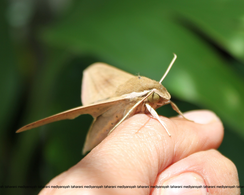 Hawk Moth