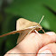 Hawk Moth