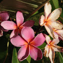 Plumeria