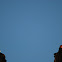 Turkey Vulture